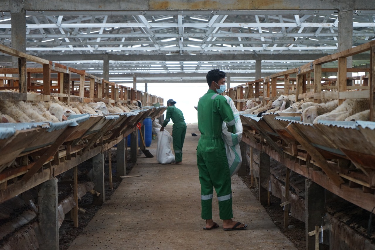 Ayo Berkurban, Dompet Dhuafa Targetkan 52 Ribu Hewan Kurban Tahun Ini