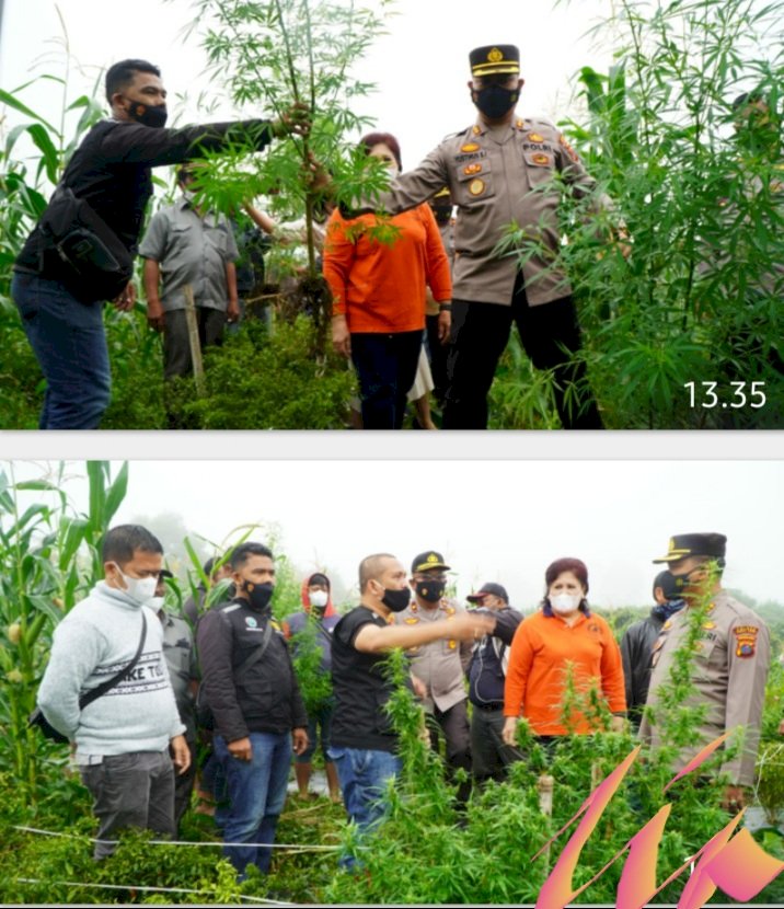 Polres Tanah Karo Gelar Pencabutan Ganja Bersama Bupati Karo Milik JP
