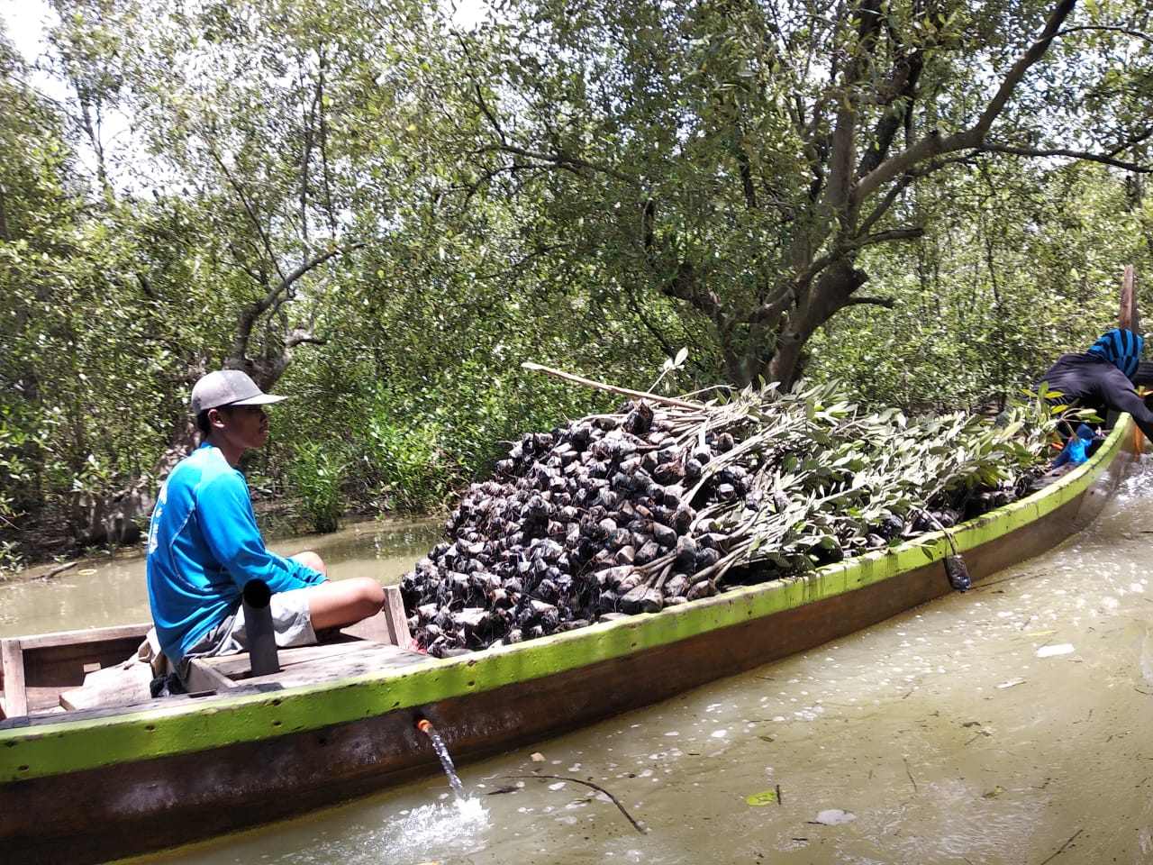 Mimpi Nelayan Pesisir DAS Gebang - Langkat Kandas, Tanaman Mangrove Dari 138 Ha Hampir 70 Pesen Mati Masal,