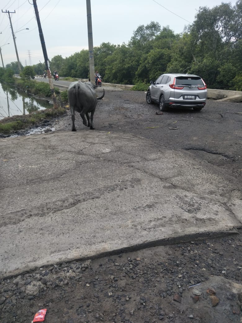 Jalan Rusak di RSK Sicanang, Jaya Saputra Siap Berkolaborasi Melakukan Perbaikan