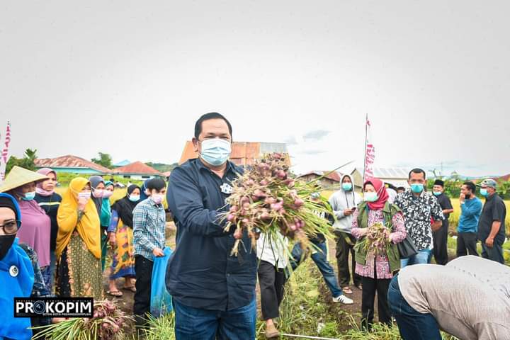 WALIKOTA SIDIMPUAN HADIRI PANEN BAWANG MERAH