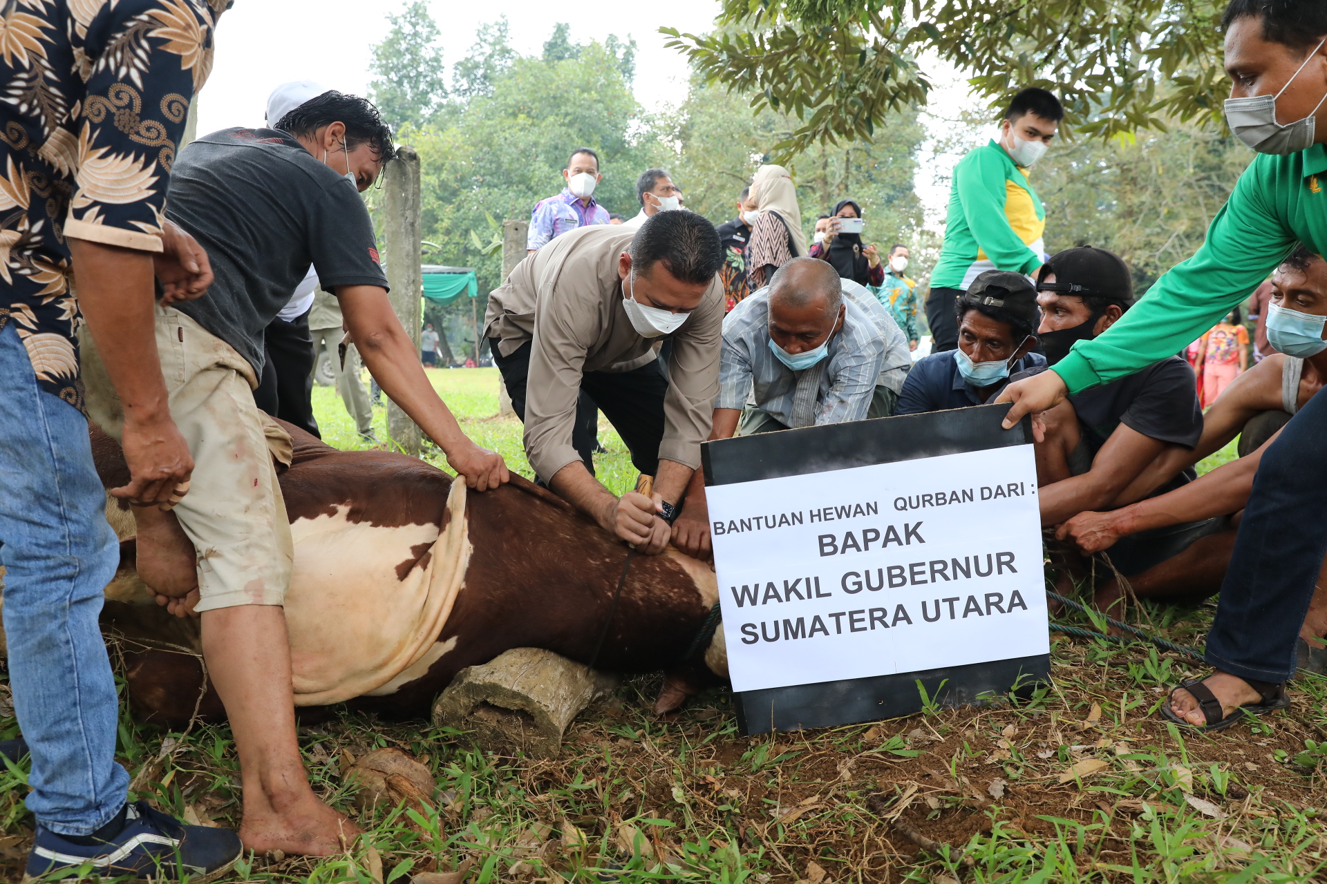 Wagub Sumut Sembelih Sapi Kurban dari Presiden RI