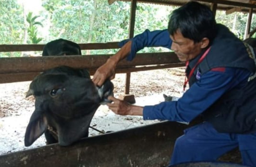 Distan Kota Solok menurunkan petugas untuk melakukan pemeriksaan terhadap kesehatan ternak Qurban.