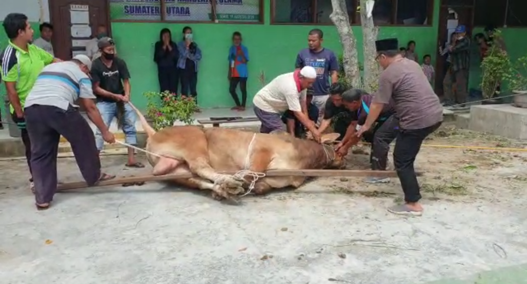 PW NU Sumut Berbagi Ribuan Paket Daging Qurban