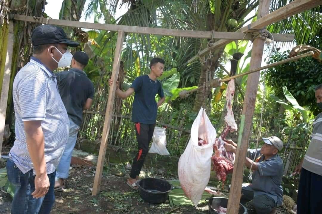Pemkab Sergai Bagikan 89 Ekor Lembu dan 2 Ekor Domba
