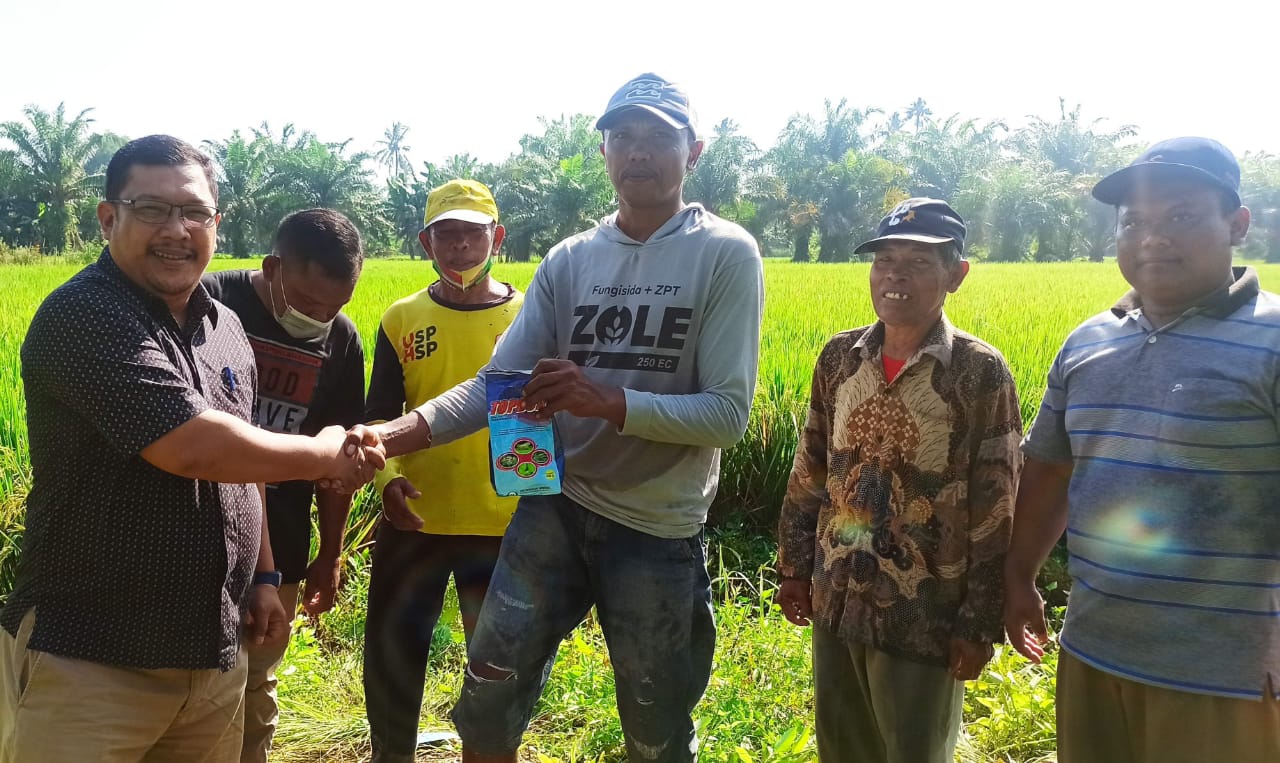 Hama WBC Mulai Menyerang, Petani Padi di Sergai Diminta Tingkatkan Kewaspadaan