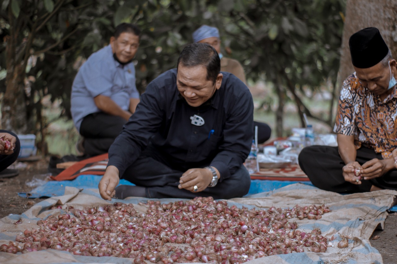 Walikota Irsan Panen Perdana Bawang Merah, Dongkrak Perekonomian