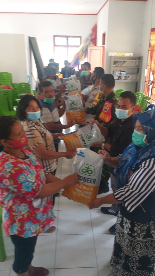 Desa Teraju Laksanakan Penyerahan Bibit Jagung P 32 Dan Pupuk