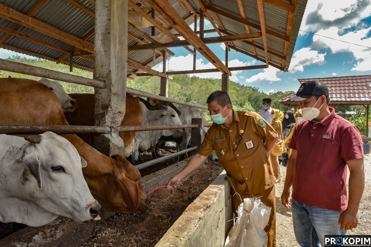 Pemko Padangsidimpuan Lakukan Pemeriksaan hewan ternak qurban