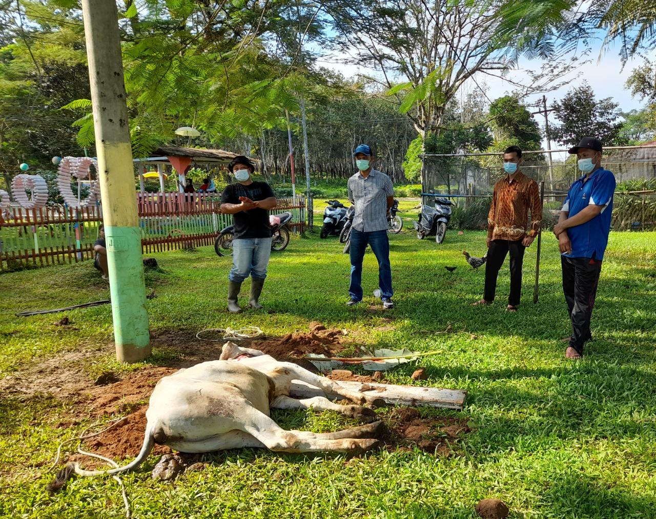 Karyawan Kebun Gunung Para Berkurban 27 Ekor Sapi
