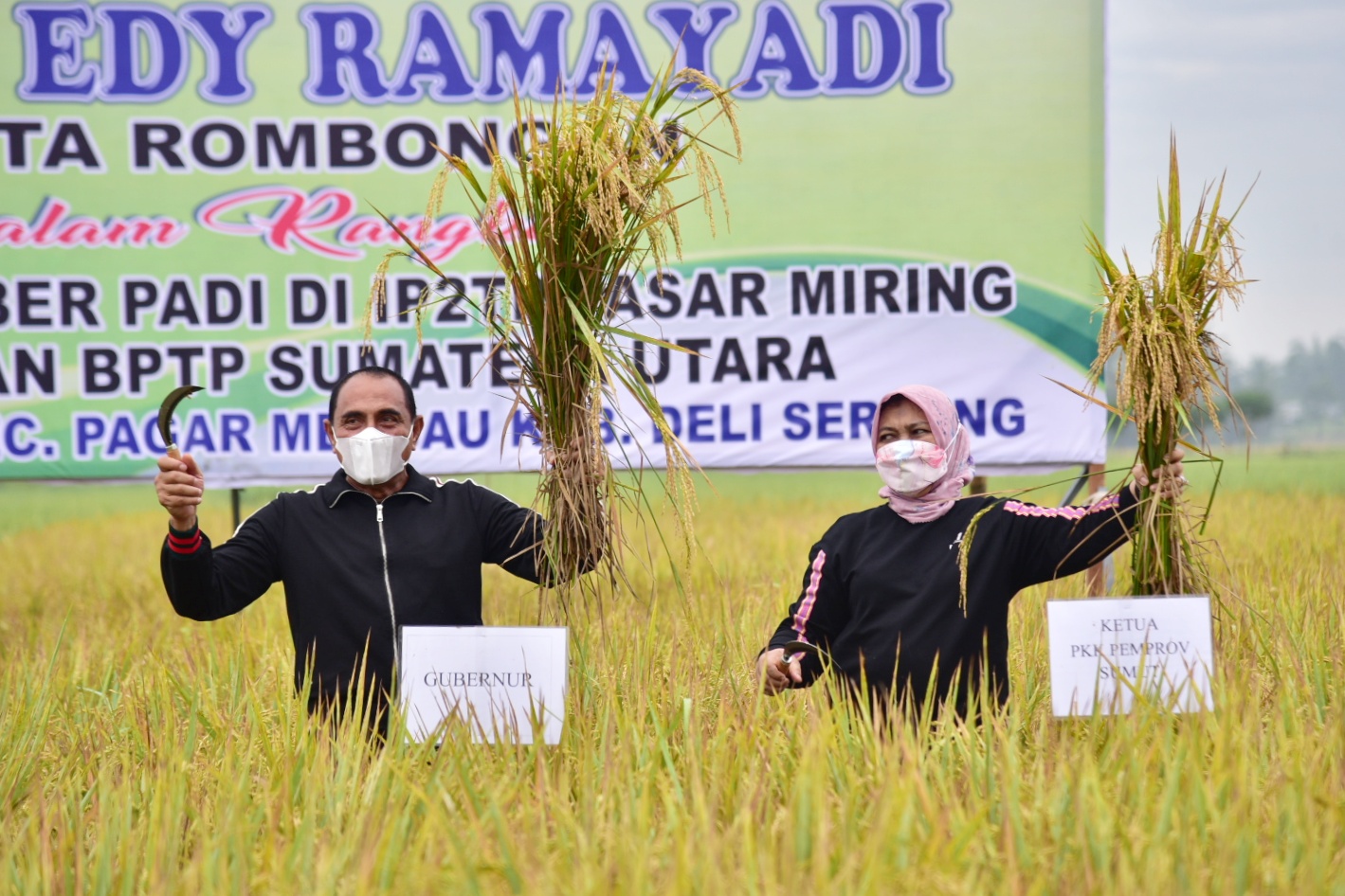 Panen Padi di Deliserdang,  Gubernur Edy Rahmayadi Harapkan Seluruh  Petani Sumut Gunakan Varietas Unggul