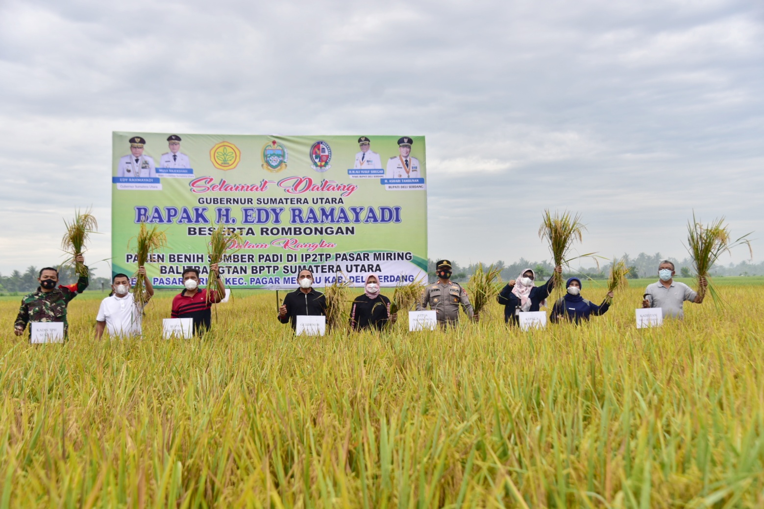 Gubernur, Ketua TP PKK Provinsi Sumut Bersama Sekdakab DS panen Padi Varietas Unggul