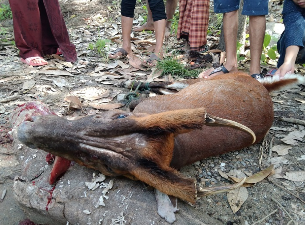 Rusa Masuk Kampung Langsung Ditangkap Warga, Ini Wujudnya
