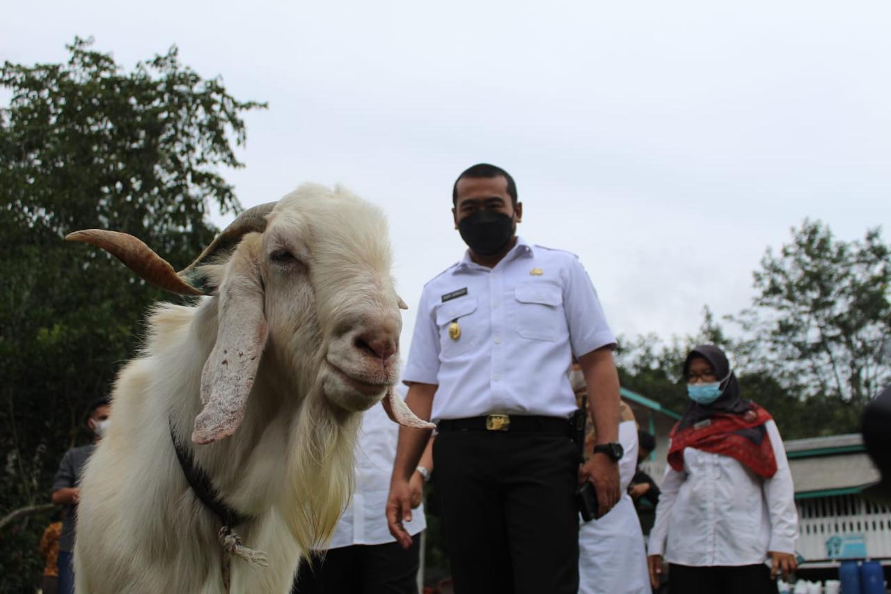 Wagub Sumbar tinjau Agro Wisata Boncah Farm Kambing Etawa