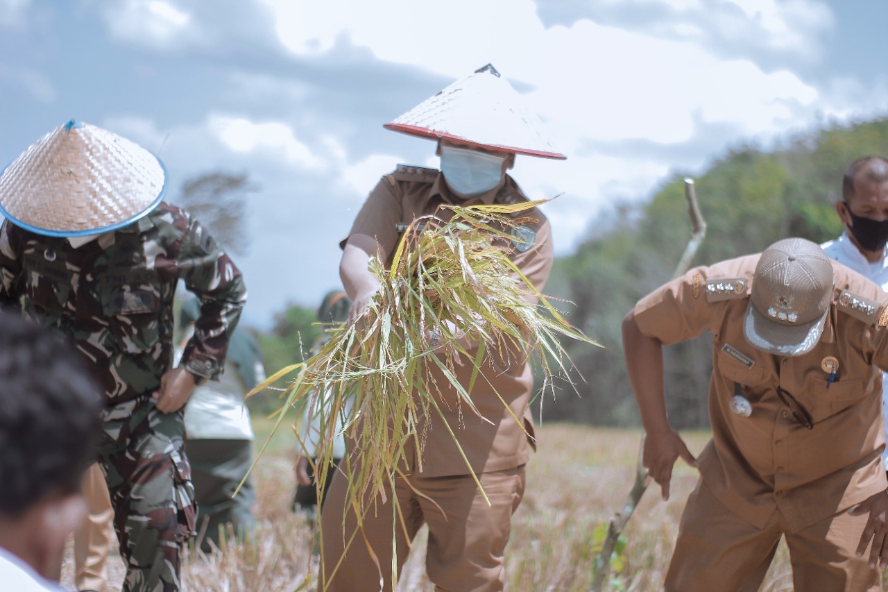 Sinergitas Walikota Irsan Efendi Nasution SH bersama Dandim 0212/TS Panen Perdana Padi Sawah