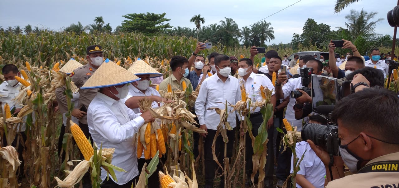 Gubsu Berencana Hasil Jagung di Sumut dikelola BUMD, Bupati Langkat Siap Mendukung