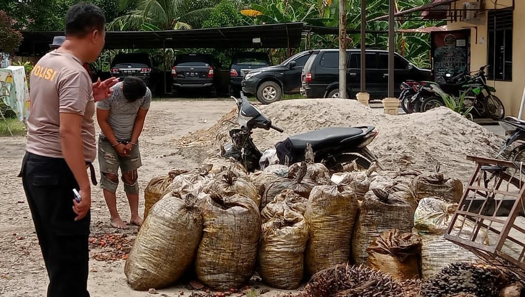 Dianggap Menggerogoti Kebun PT. HSJ, Seorang Pelaku Pencuri Berondolan di Gelandang Ke Polsek Bilah Hilir