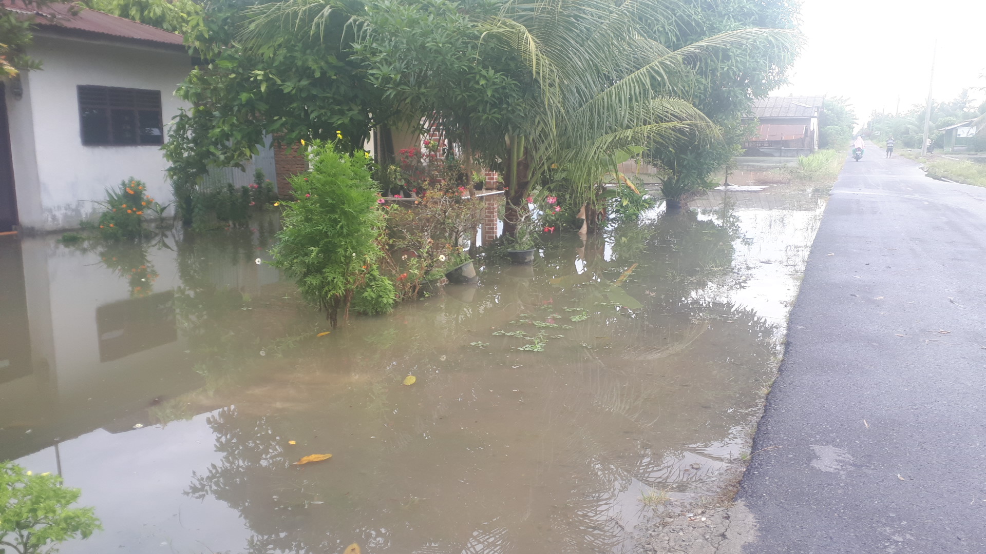 Hujan deras, puluhan rumah dan sawah di Deliserdang terendam