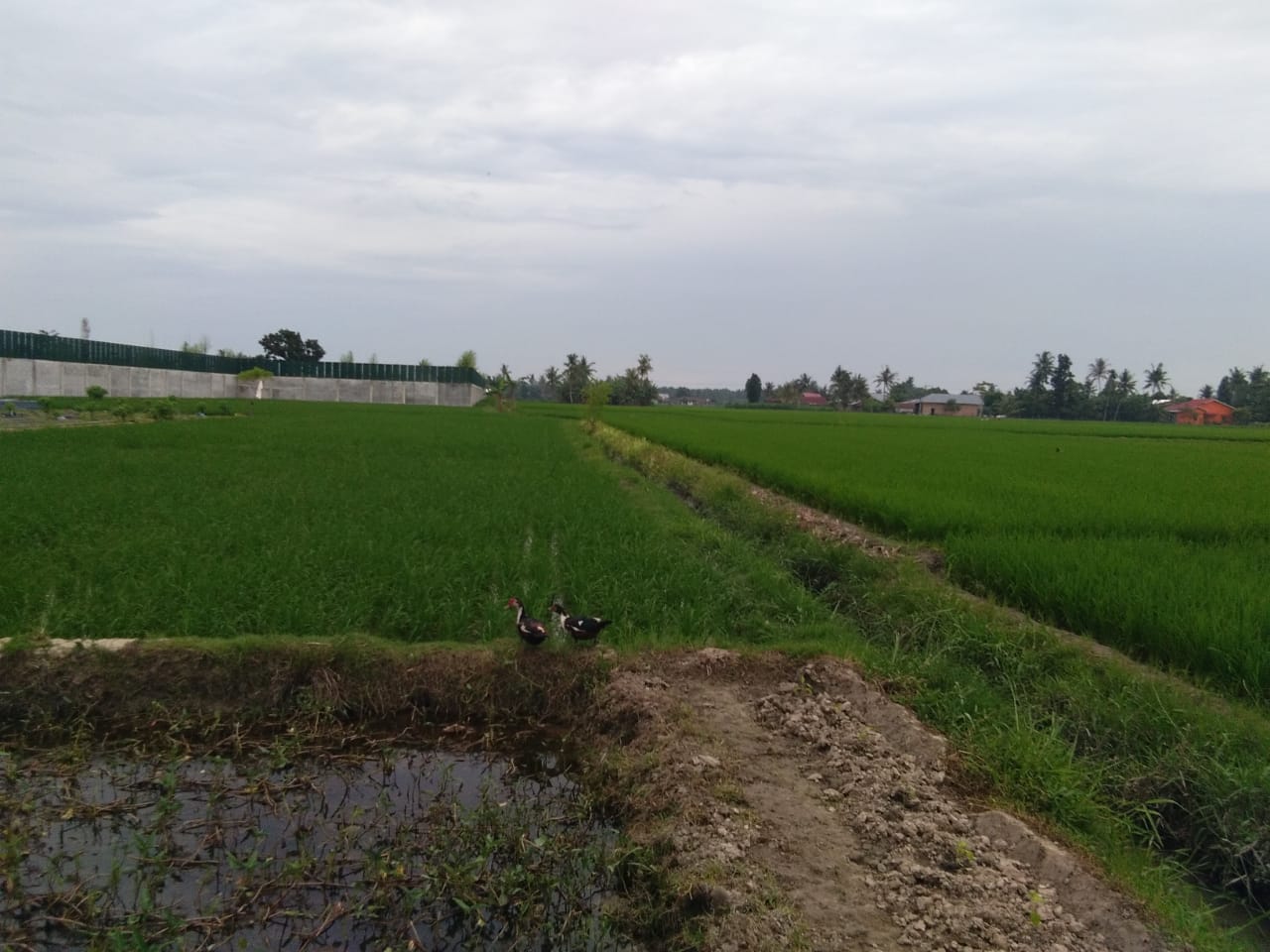 Harga Pupuk Naik Tinggi Rp 500 Ribu, Petani Deliserdang Berharap Pemerintah Perhatikan