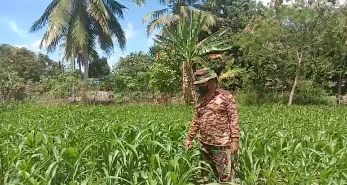 Dukung Ketahanan Pangan,Prajurit TNI- AD  Kodim 0212/TS Dampingi Petani Pelihara Tanaman Jagung