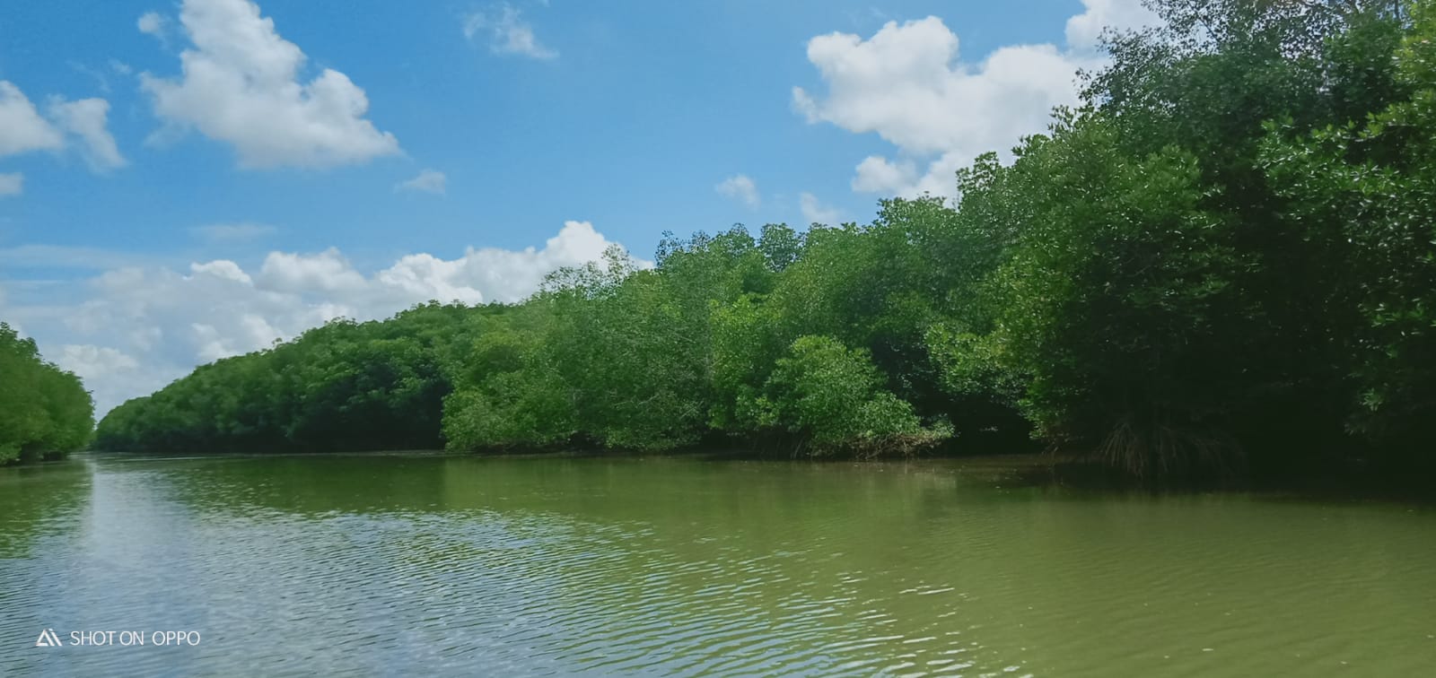 Berumur Sepuluh Tahun Ratusan Hektar Hutan KTH Maju Bersama Ikon Wisata Mangrove Pesisir Gebang