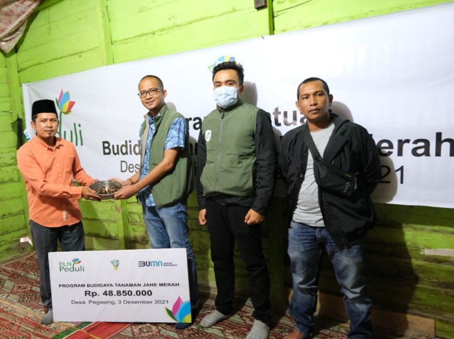 PLN UIP Sumbagut Bantu Program Budidaya Jahe Merah di Aceh