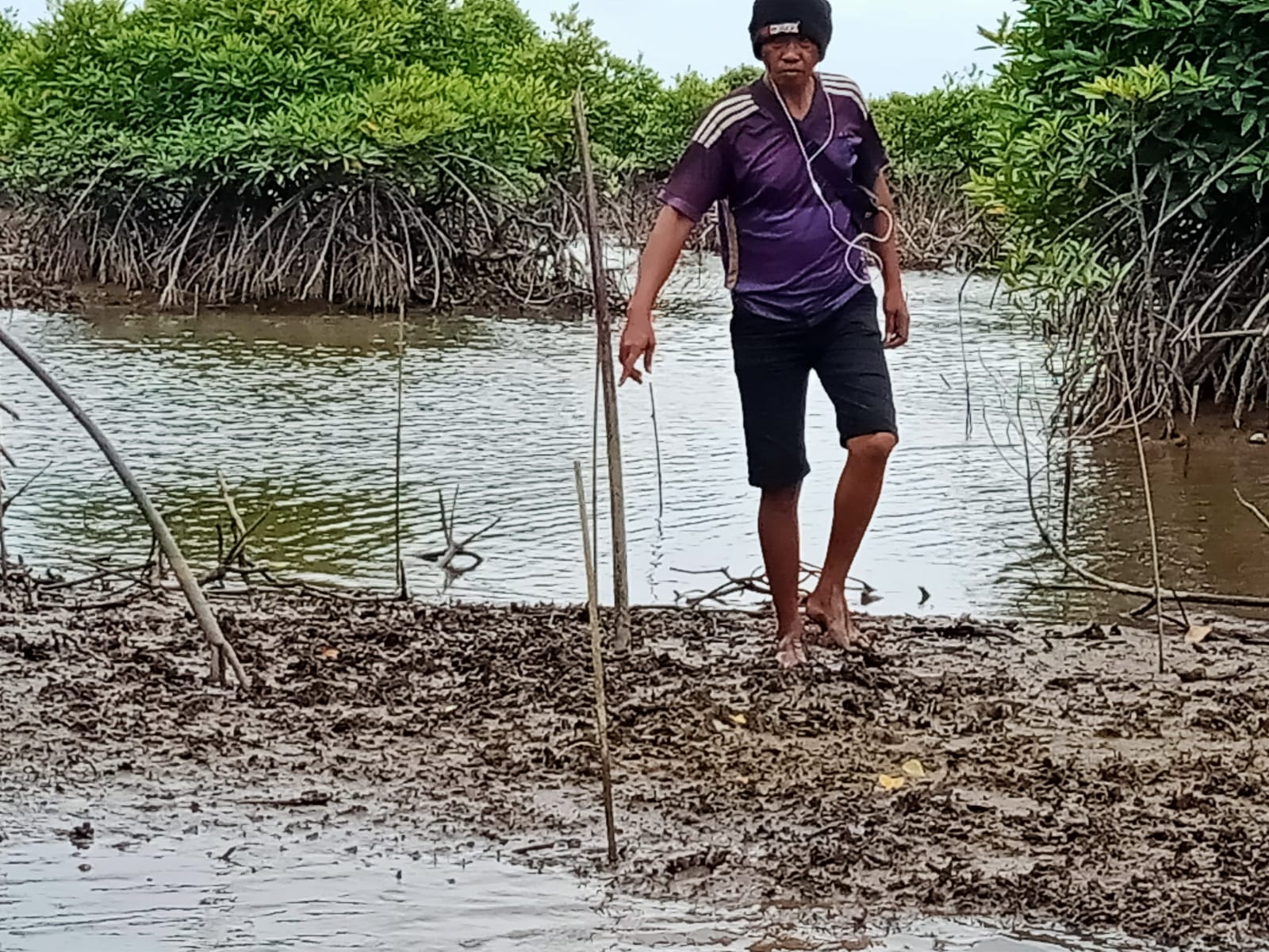 KTH Selingkar Jaya Kecewa, Tanaman Mangrove LPHD Pulau Selingkar Mati Masal.