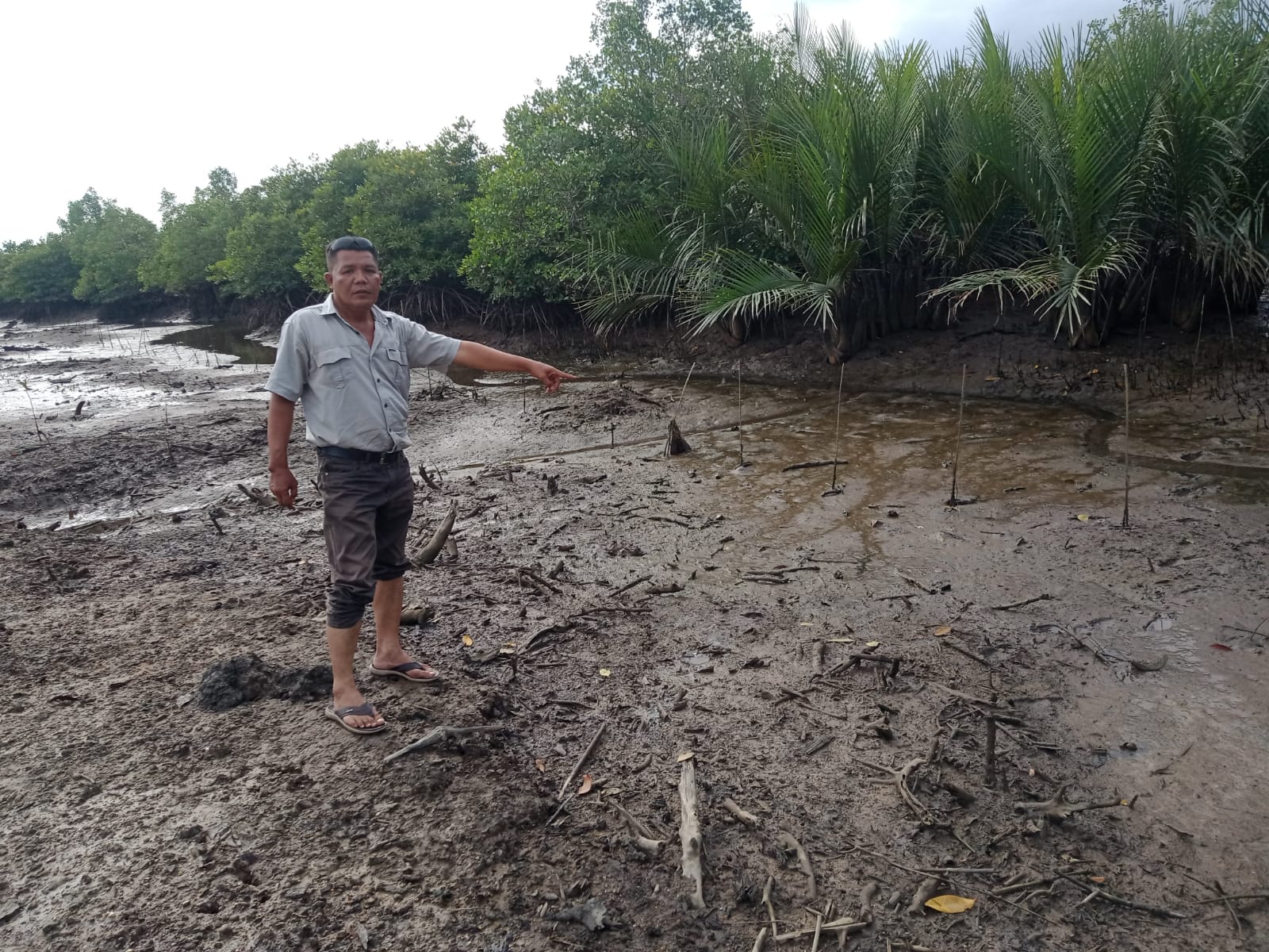 Diperkirakan 75 Persen Tanaman Mangrove Dikelurahan Alur Dua Kecamatan Sei Lepan Mati.