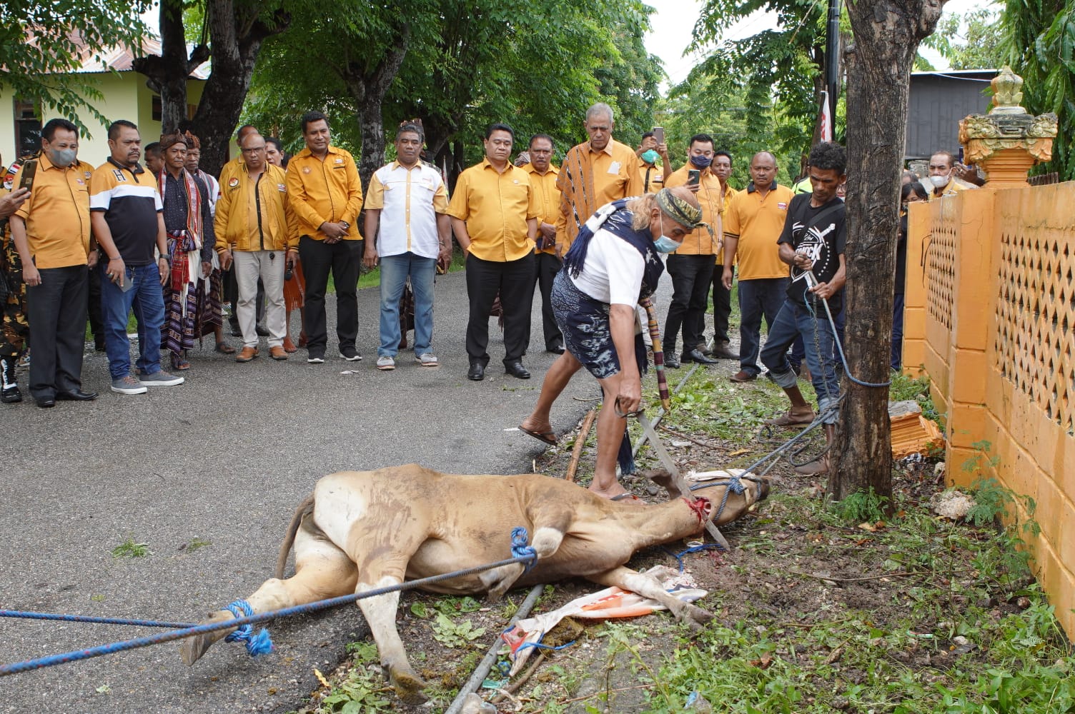 Sebagai Penghormatan, Keluarga Besar Hanura NTT Sambut Sekjen dengan Sembelih Seekor Sapi