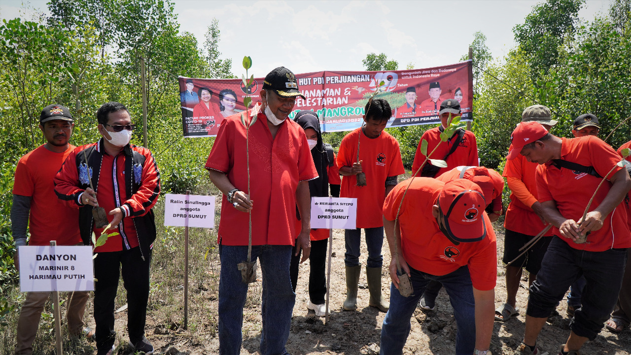 Peringati HUT 49 PDIP,  Dilaksanakan Tanam Mangrove di Langkat
