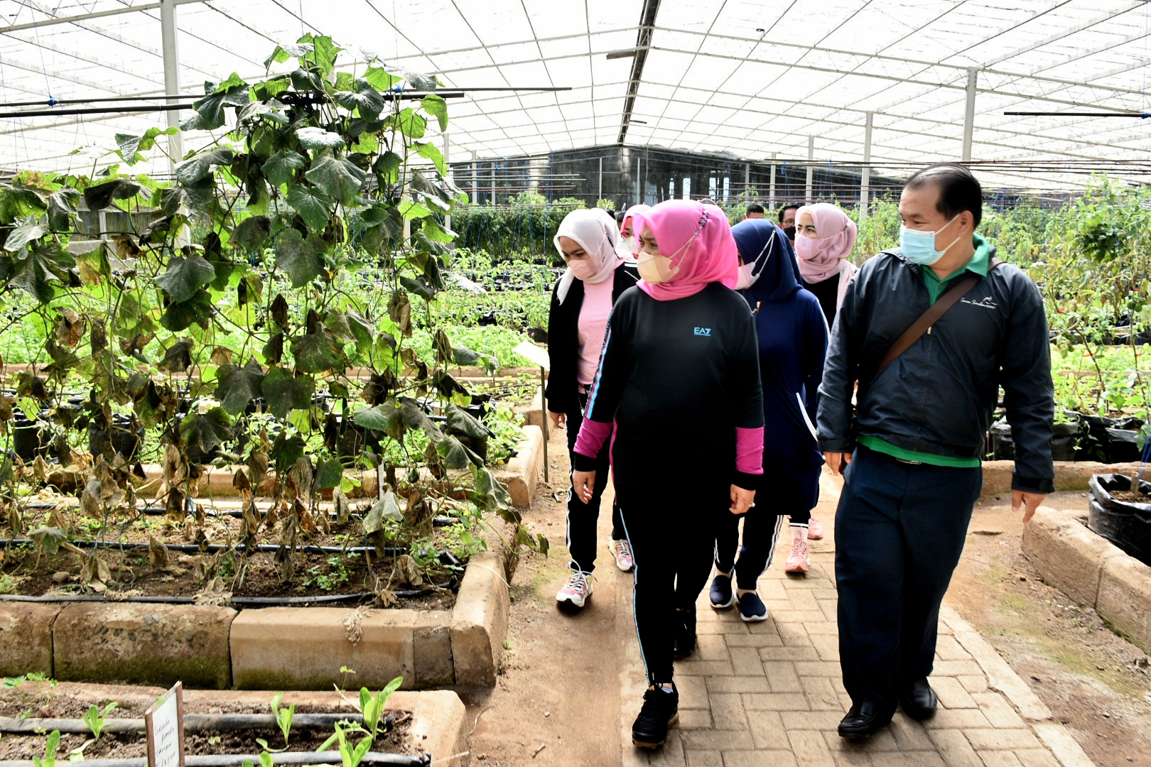 Nawal Lubis Apresiasi Penanaman  1.200 Pohon Andaliman di Karo