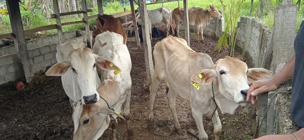 Hewan Sapi Bantuan Prov Sumatra Barat Kecewakan Klompok Tani Cinangkiak Jaya