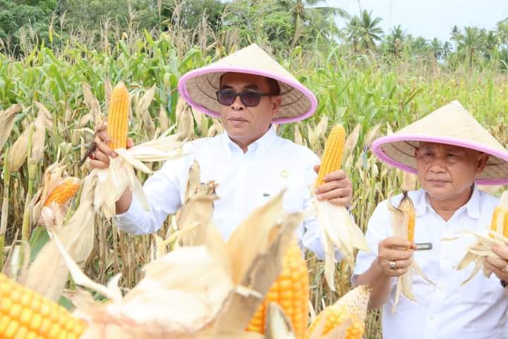 Bupati Madina Hadiri Panen Perdana Tanaman Jagung Kelompok Tani Binaan HKTI