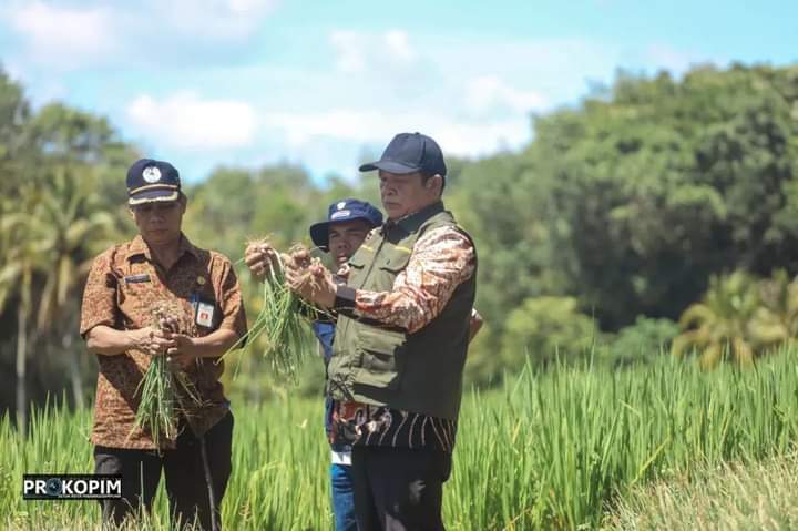 WALIKOTA SIDEMPUAN  PANEN PERDANA BAWANG MERAH