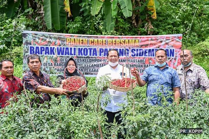 Walikota Irsan Efendi Nasution Panen Perdana Cabai Merah di Desa Bargot Topong