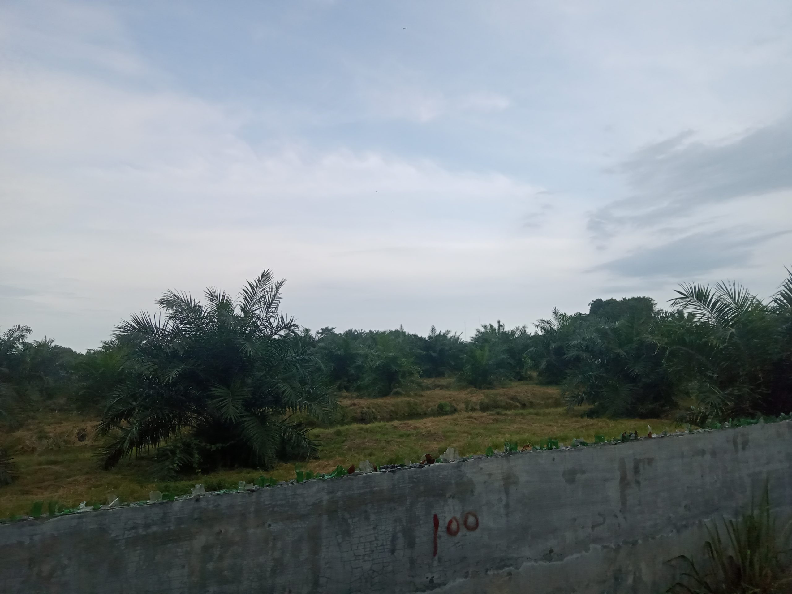 Di Pantai Labu, Hutan Mangrove Diduga Berubah Fungsi Jadi Kebun Kelapa Sawit dan Ternak Ayam