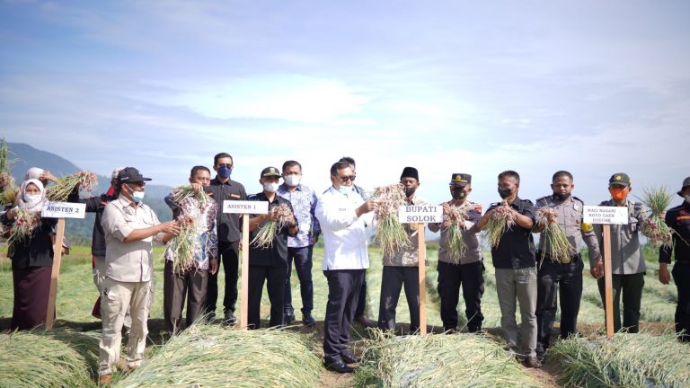 Bupati Solok Lakukan Panen Raya Bawang Merah Birma di Nagari Guguak