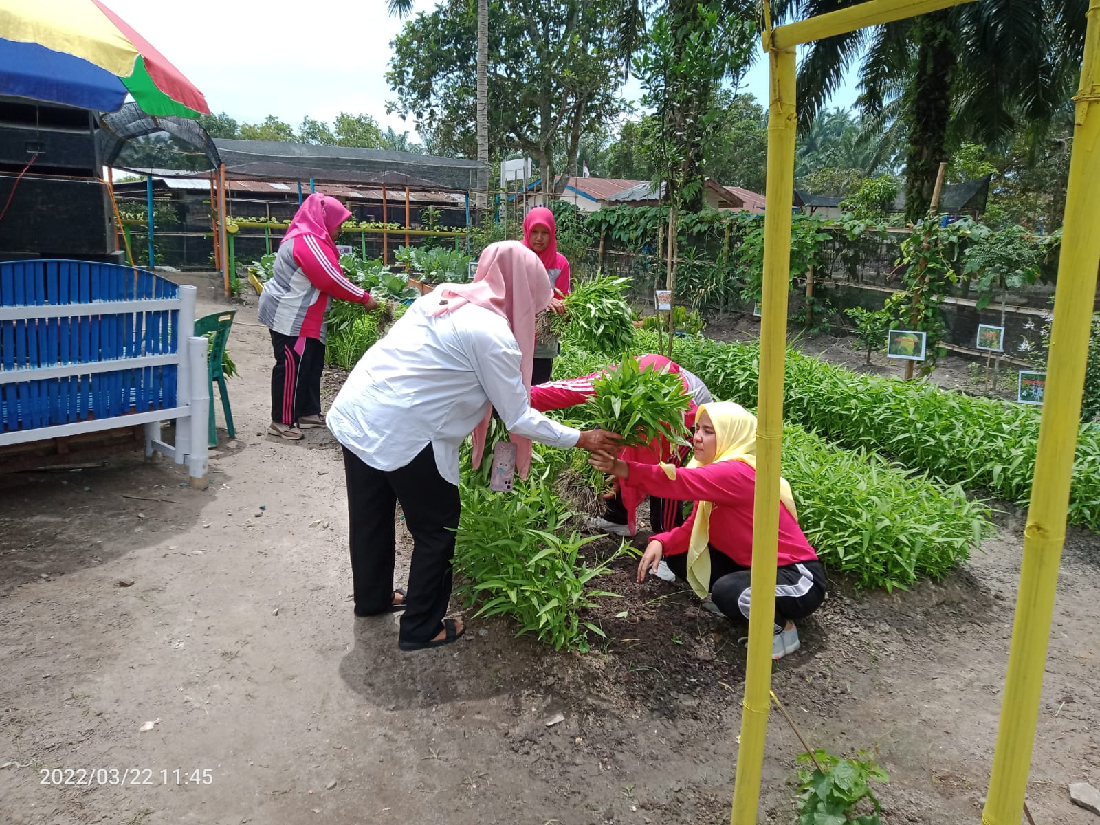 Afdeling 2 PTPN III Kebun Pulau Mandi Masuk Dalam Penilaian Terbaik Lomba Taman Gizi