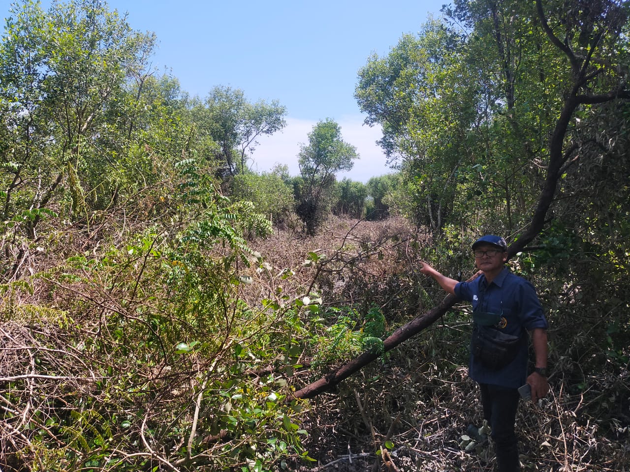 Kawasan Hutan Mangroove di Wilayah Kecamatan Tanjung Beringin Mulai Dirambah Warga