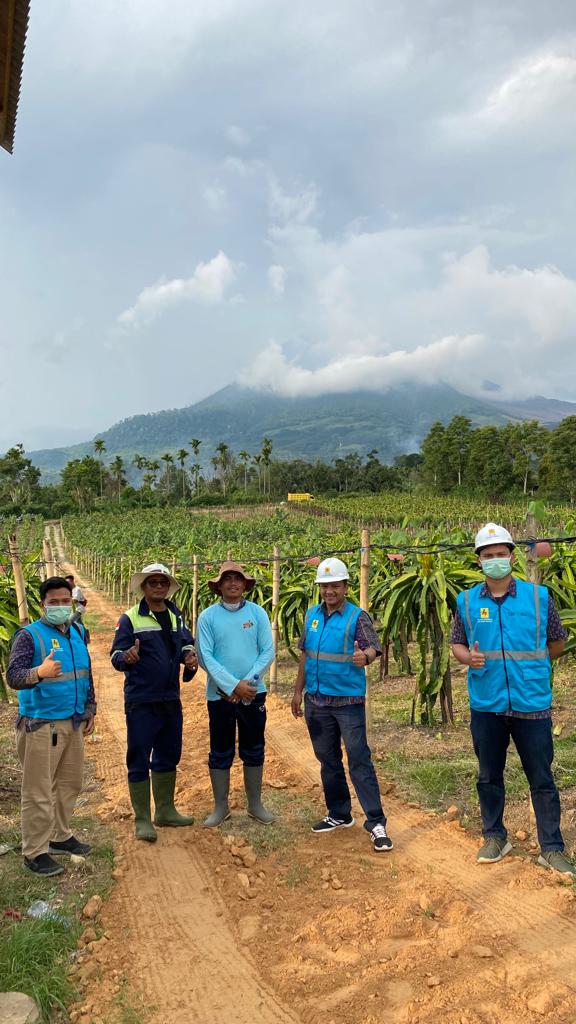 PLN UP3 Bukit Barisan Dukung Pertanian Modern Terangi Kebun Buah Naga Hingga 690 kVA