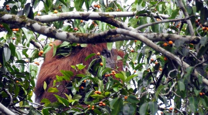 Kiehl’s Ajak Kembalikan Hutan Kepada Orang Utan