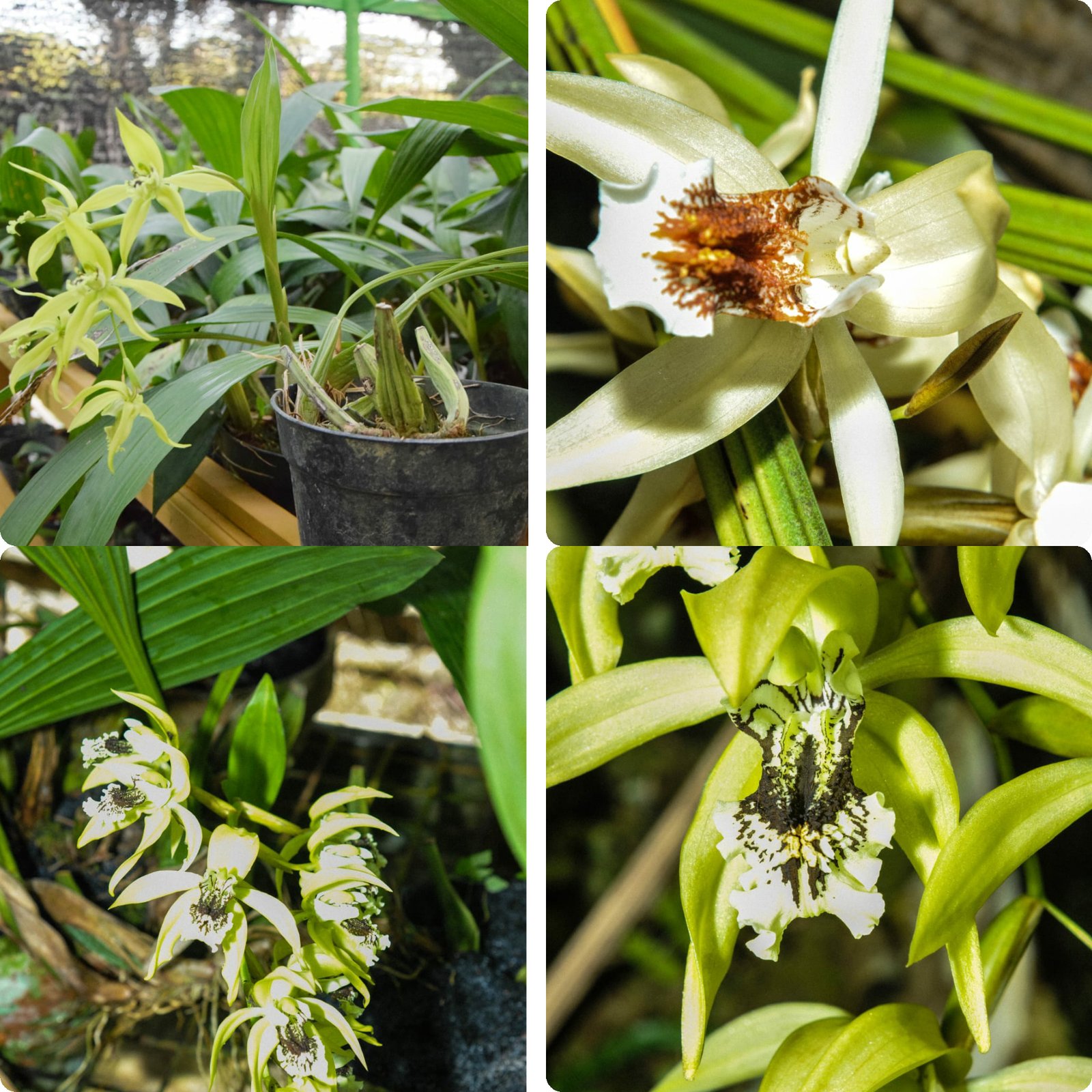 Perlu Upaya Penyelamatan, Kenali 4 Tanaman Endemik yang Terancam Punah di Indonesia