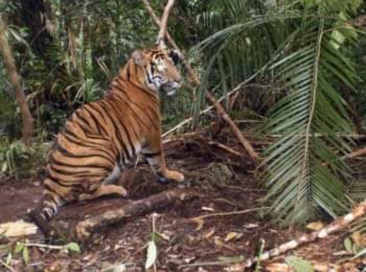 Ini Penampakan Seekor Harimau Serang Dokter Hewan di Tapsel Saat Hendak Ditolong dari Perangkap
