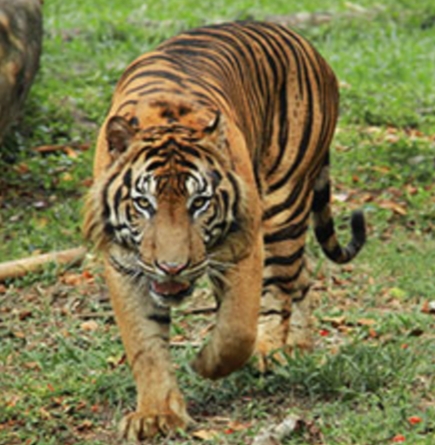 Ketika Harimau Sumatera Intai Warga Langkat, Pertanda Apa?