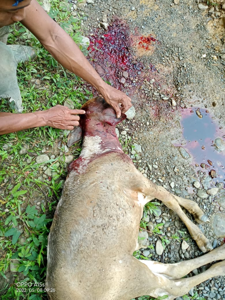 Gawat, 7 Ekor Harimau Masuk ke Pemukiman Ladang Warga di Desa Sei Seradang 2 Ekor Lembu Warga di Mangsa