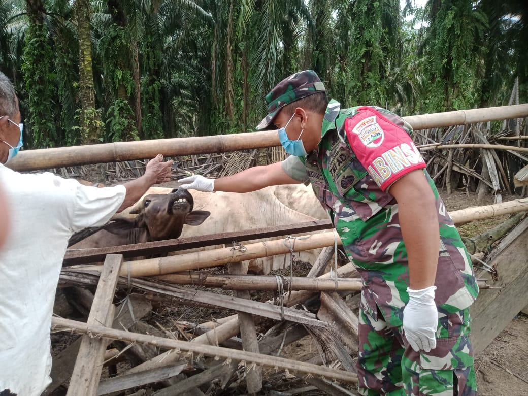 Antisipasi Virus PMK, Babinsa Jajaran Kodim 0212/TS Lakukan Pemeriksaan Ternak Sapi Warga