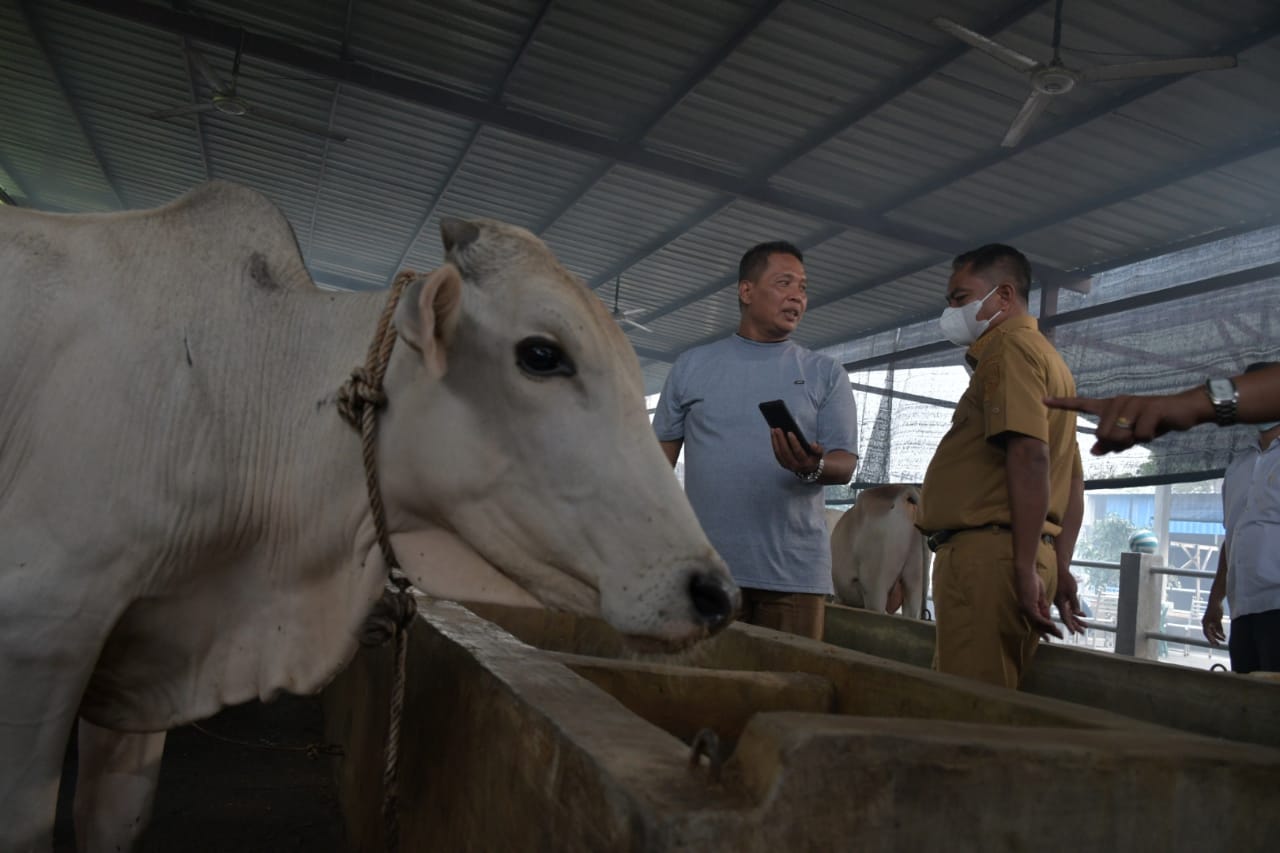 Tinjau Ternak Lembu, Bupati Sergai Minta Masyarakat Jangan Panik, Penyakit LSD Bisa Sembuh