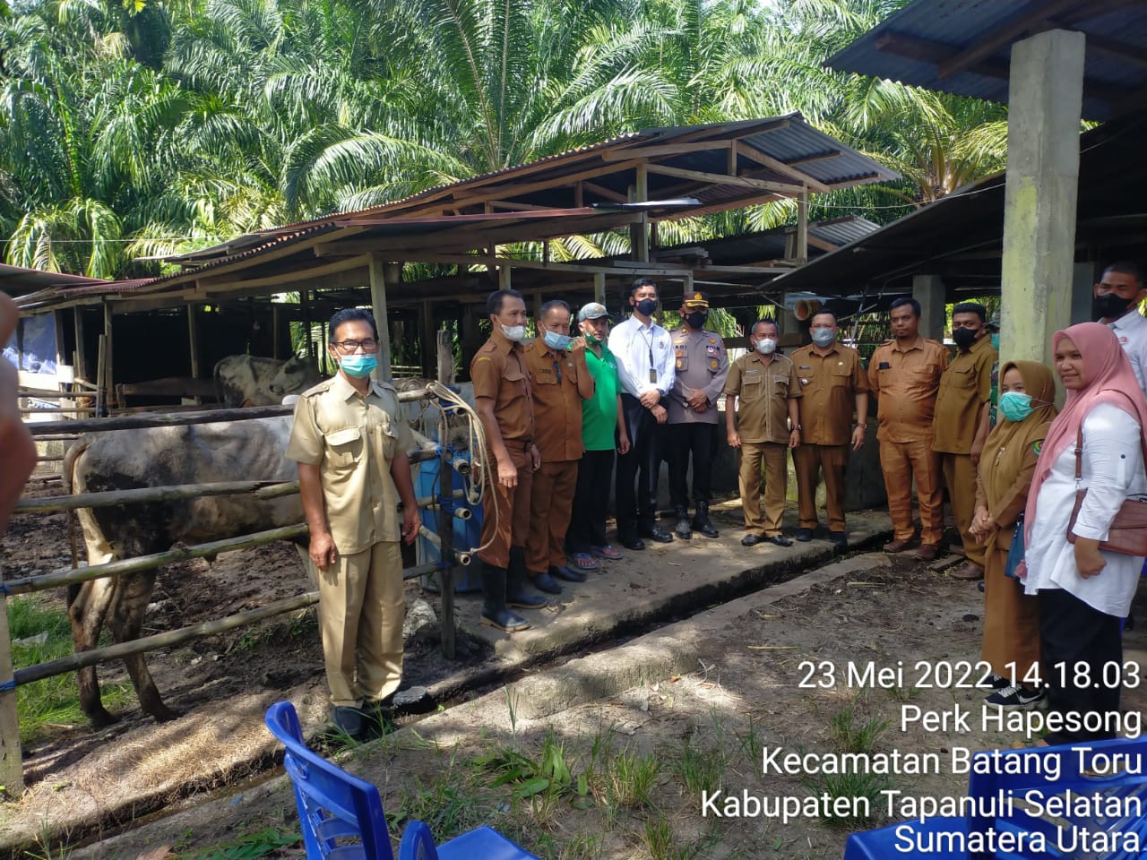 Cek Kandang di Batangtoru dan Angkola Selatan, Kapolres Tapsel : Ternak Sehat dan Tidak Terjangkit PMK