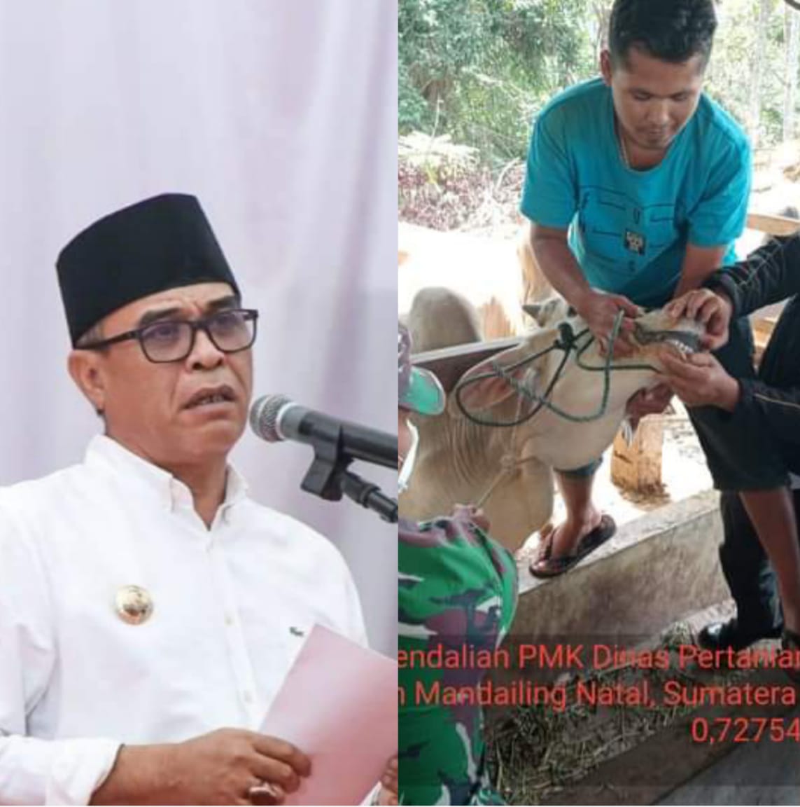 Bupati Madina Imbau Panitia Qurban Antisipasi Wabah PMK