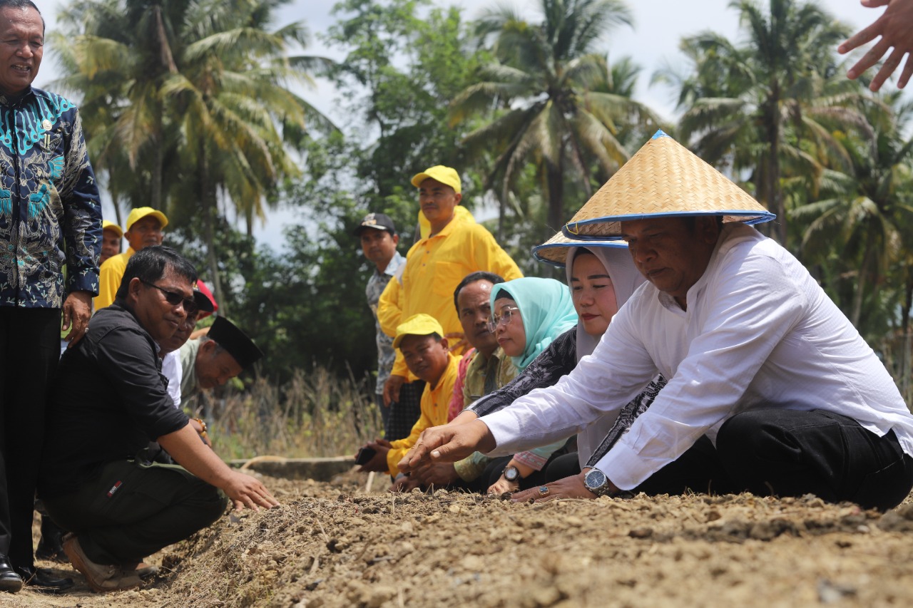Walikota Padangsidimpuan Irsan Efendi Nasution  bersama Anggota DPRD Provsu Fraksi PDIP tanam perdana demplot bawang merah